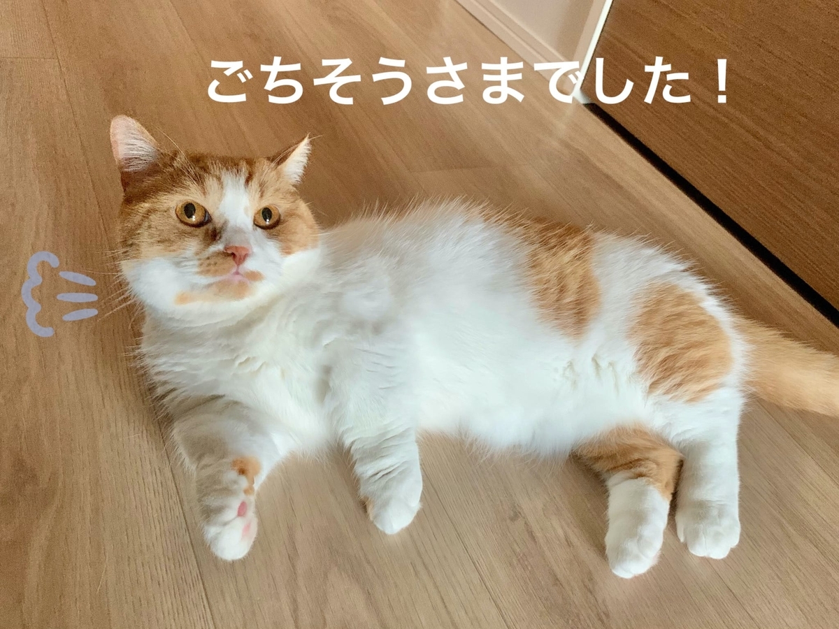 ご飯を食べ終わってまったりするるるちゃん
