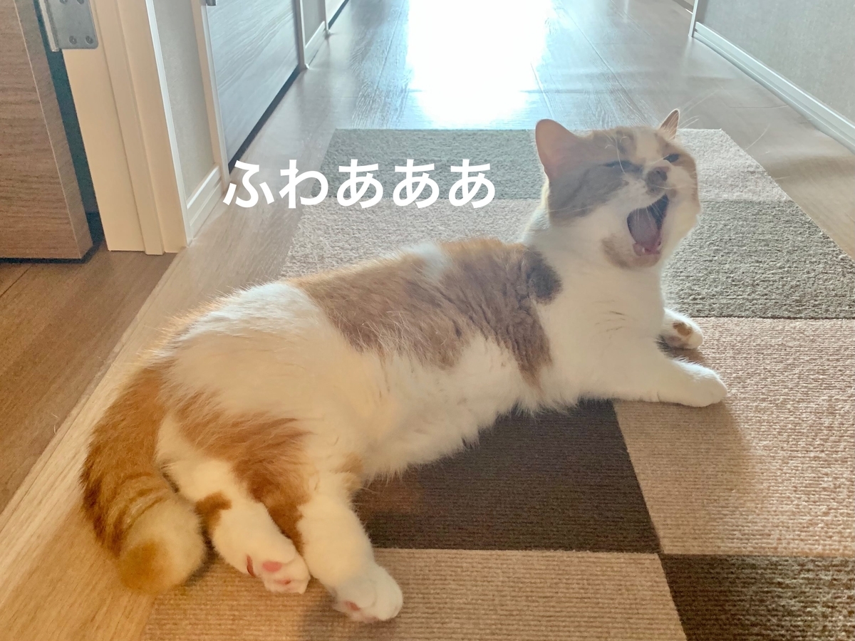 飼い主の帰りを待っていたるるちゃん1