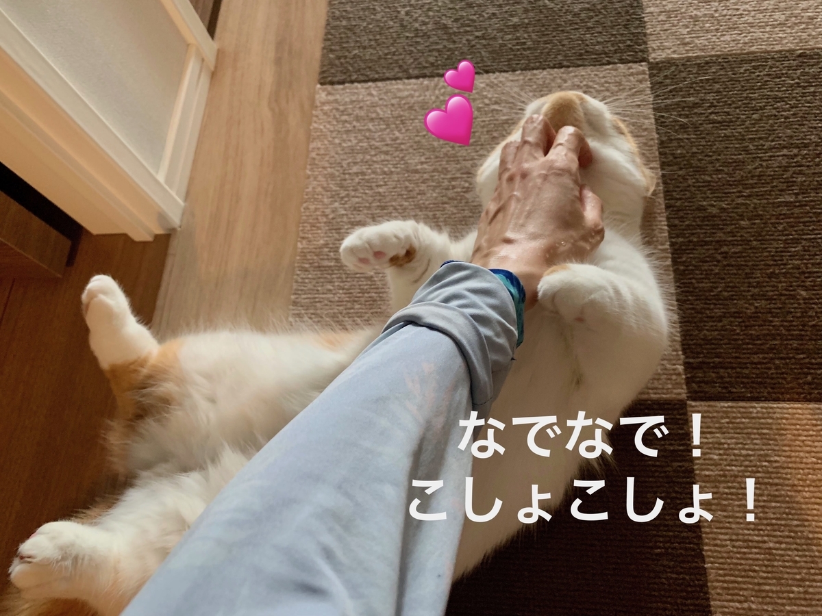 飼い主の帰りを待っていたるるちゃん3