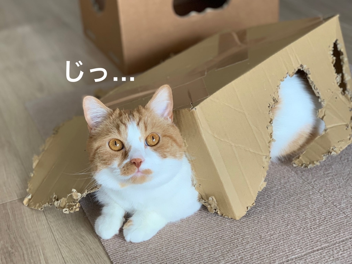 箱入り猫のるるちゃん5