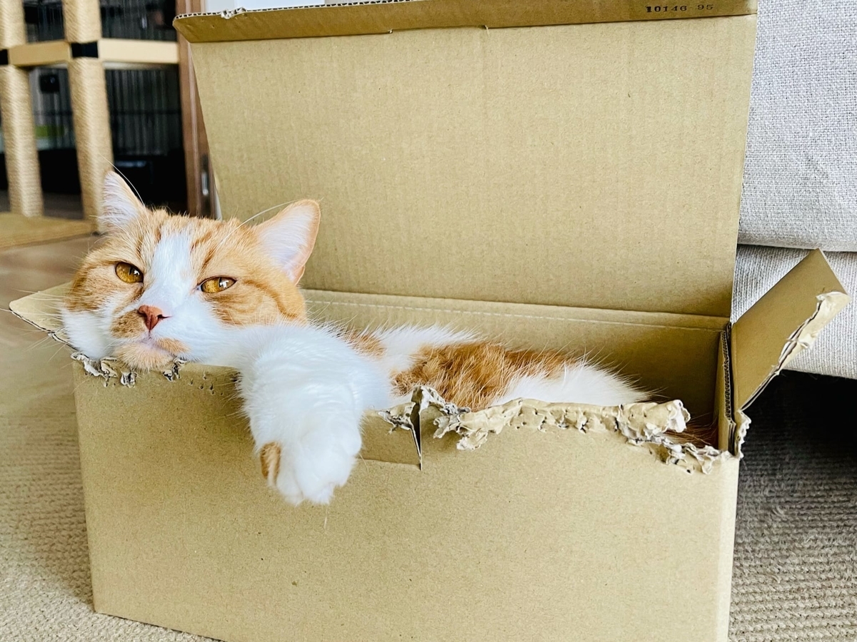 段ボールにすっぽりのるるちゃん1