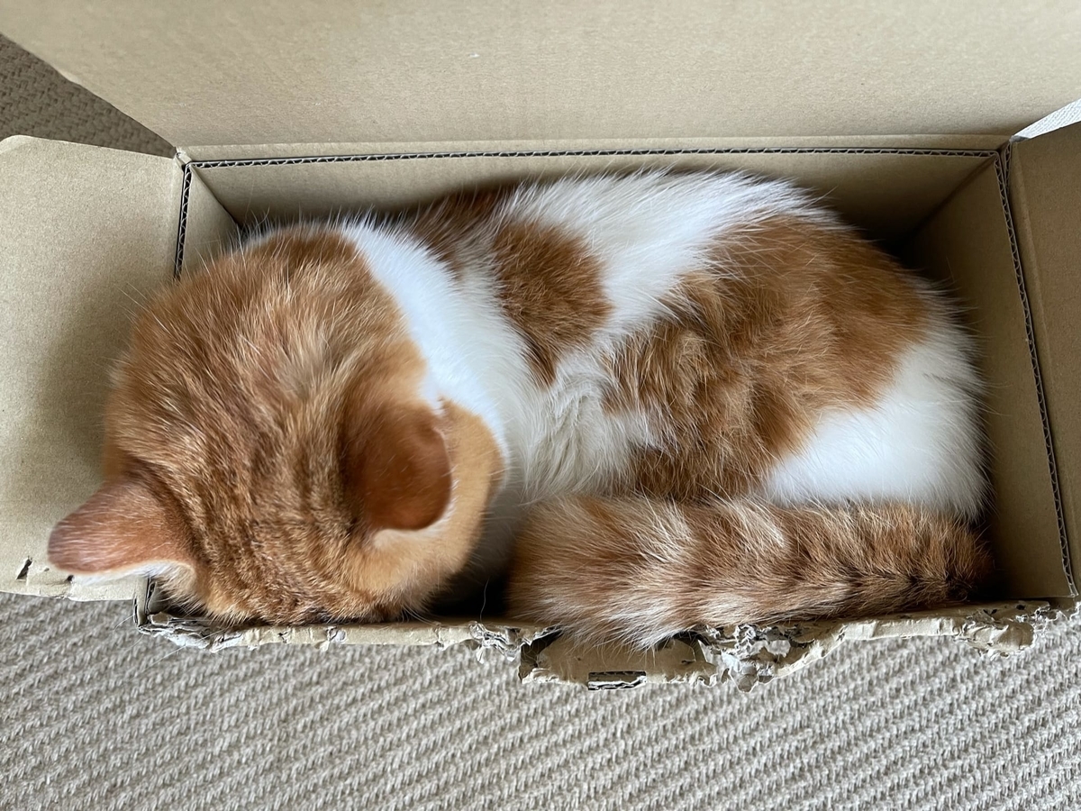 段ボールにすっぽりのるるちゃん5