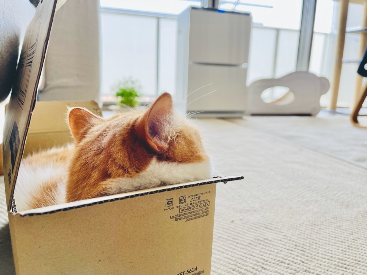 段ボールにすっぽりのるるちゃん4