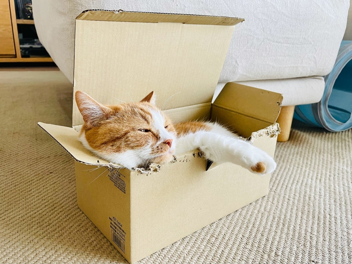 段ボールにすっぽりのるるちゃん2