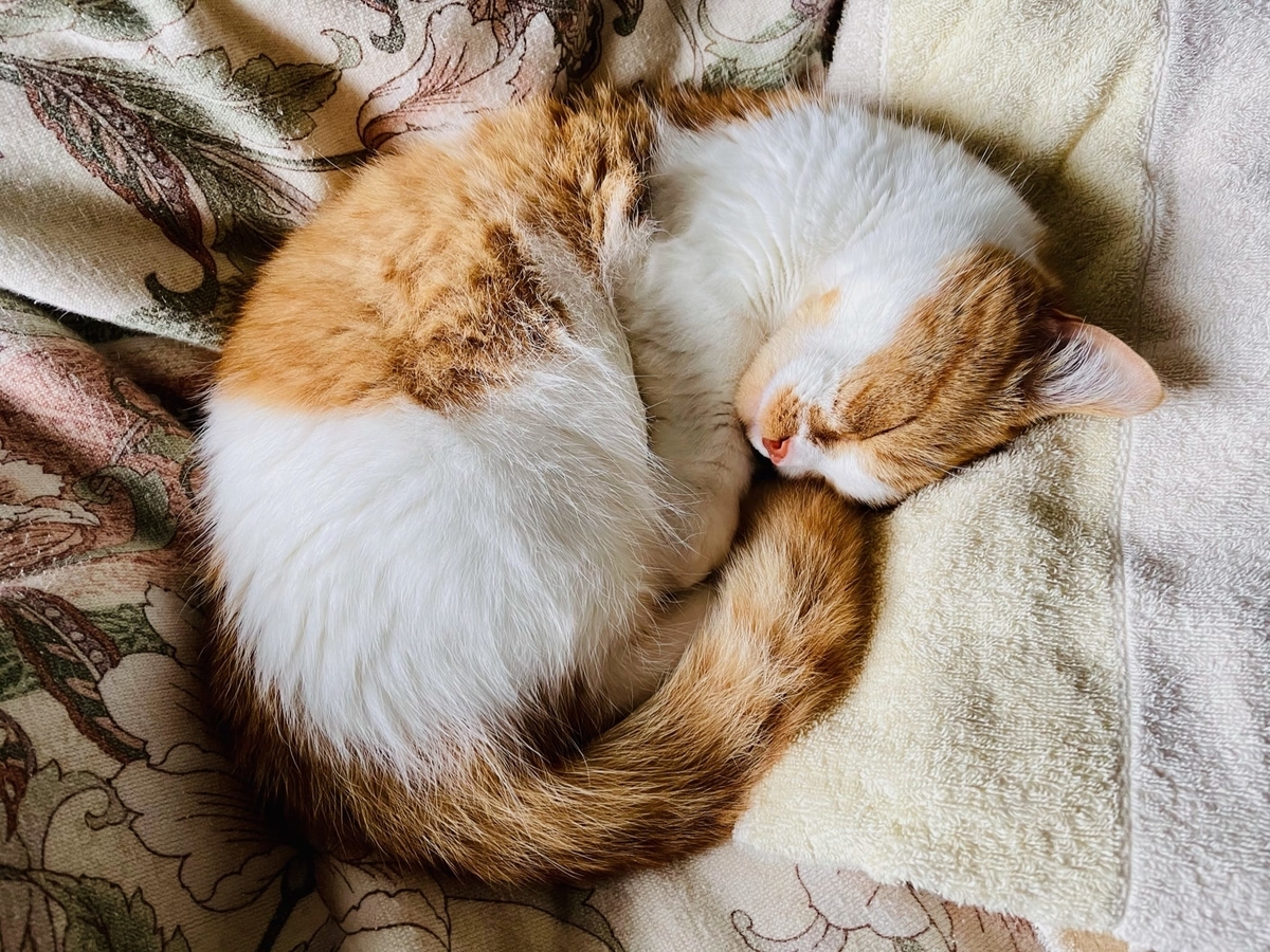 飼い主の布団の上で眠るるるちゃん