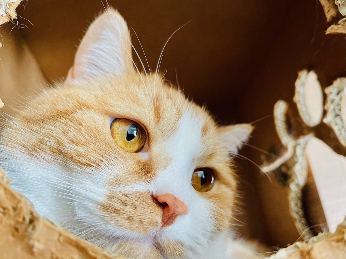 猫学 猫の視力はどれくらい見えているの 短足マンチカン るるである