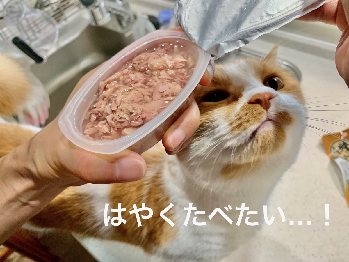 モンプチのご飯とるるちゃん