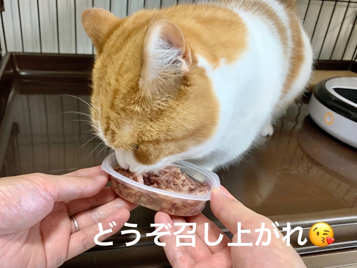 モンプチのご飯を食べるるるちゃん1