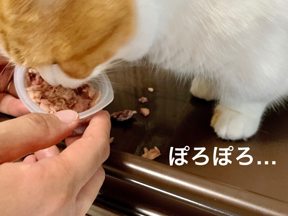 モンプチのご飯を食べるるるちゃん2