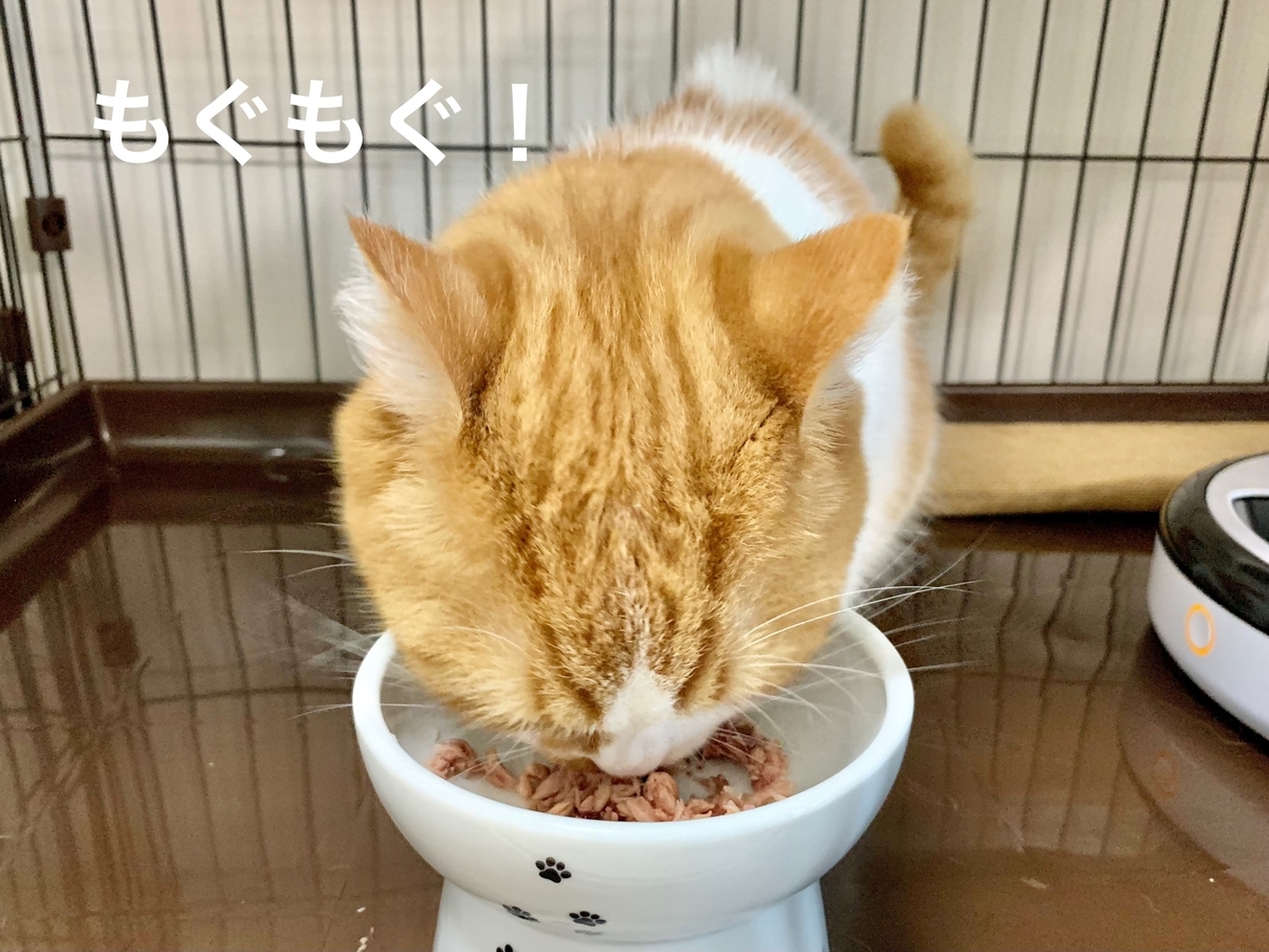 モンプチのご飯を食べるるるちゃん3