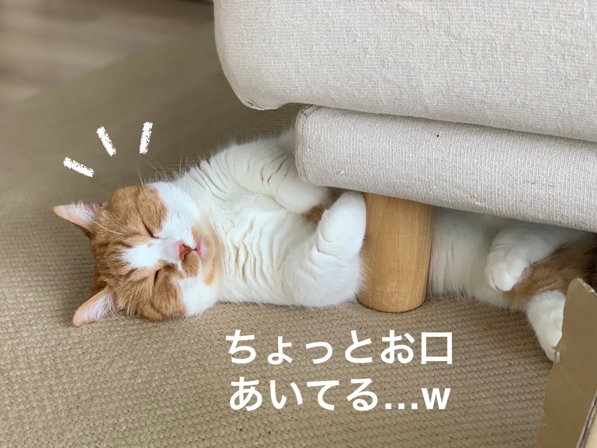 ソファの下でごろごろするるるちゃん1