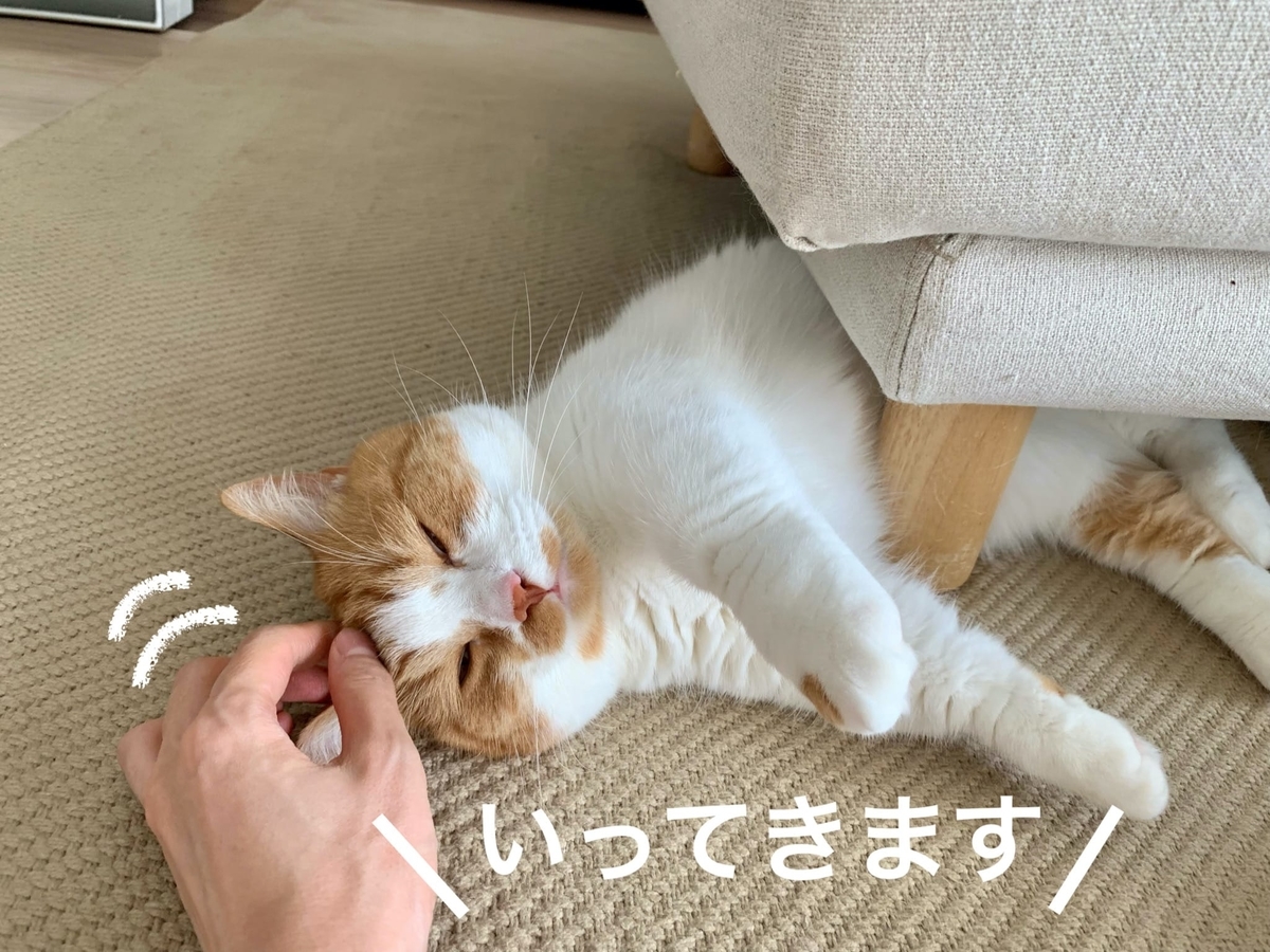 ソファの下でごろごろするるるちゃん4