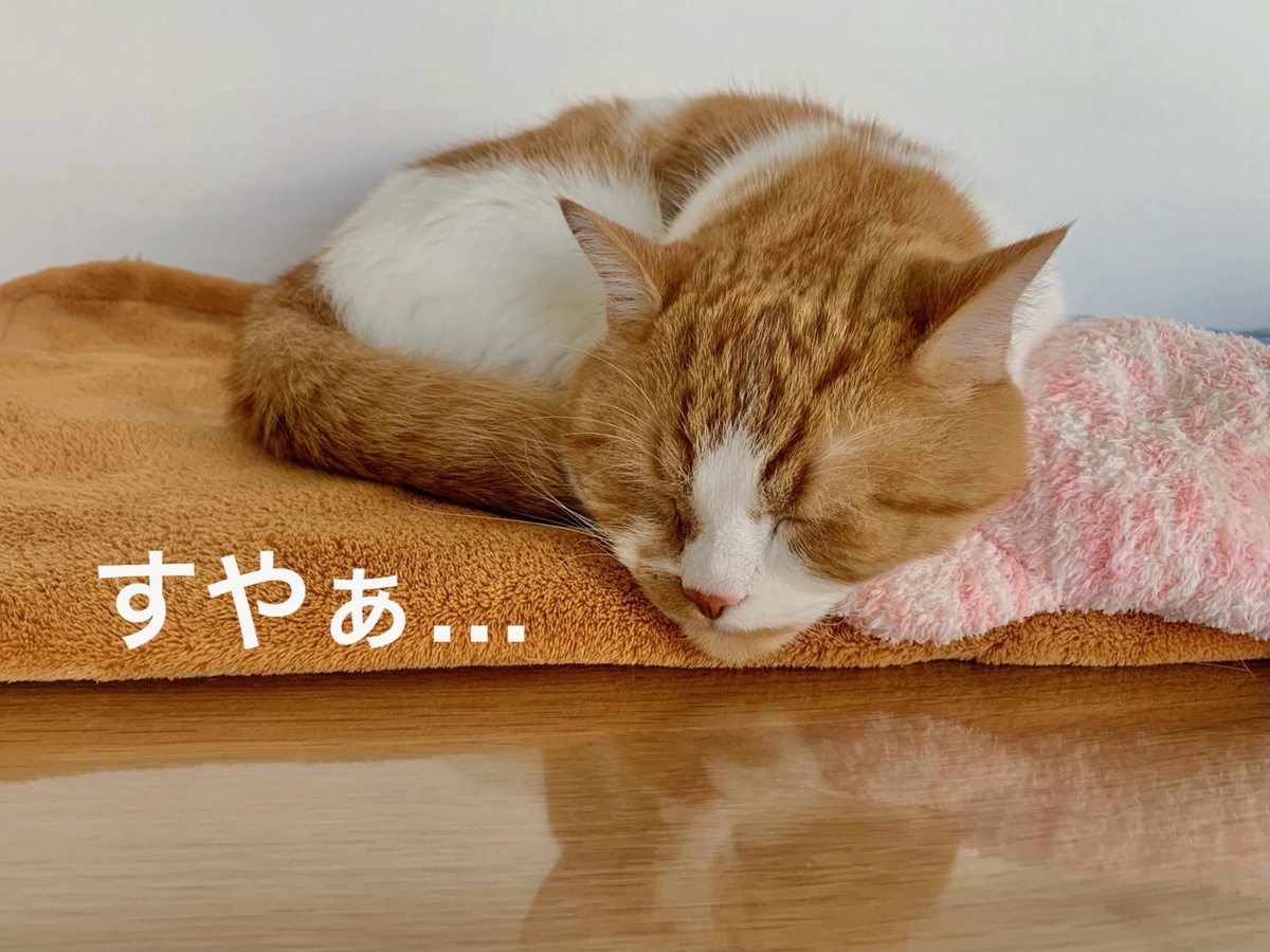 もこもこの上で眠るるるちゃん1