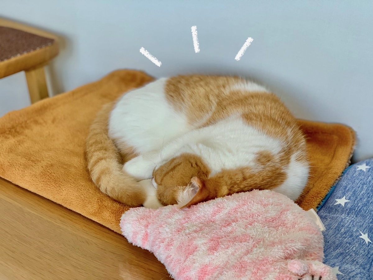 もこもこの上で眠るるるちゃん2