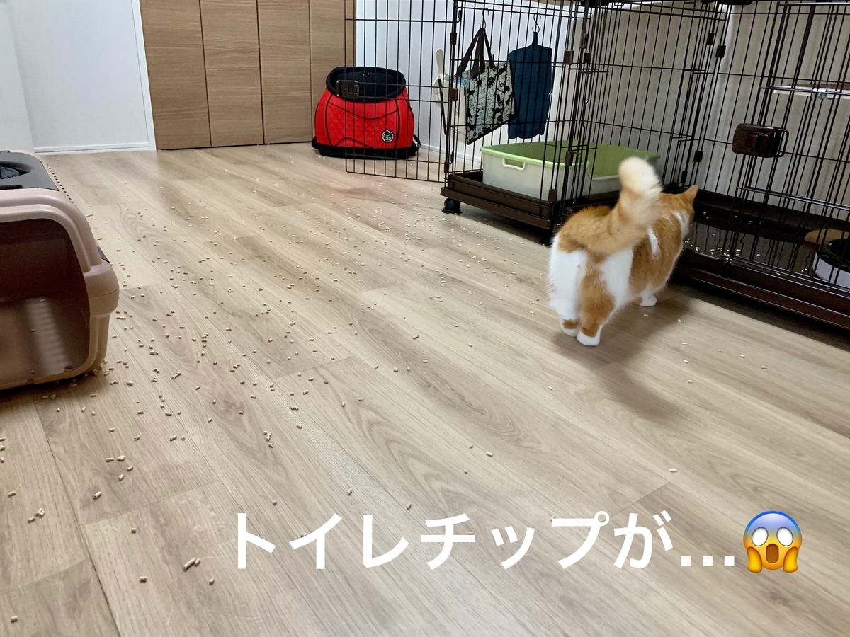トイレチップが散乱したるるちゃん部屋1
