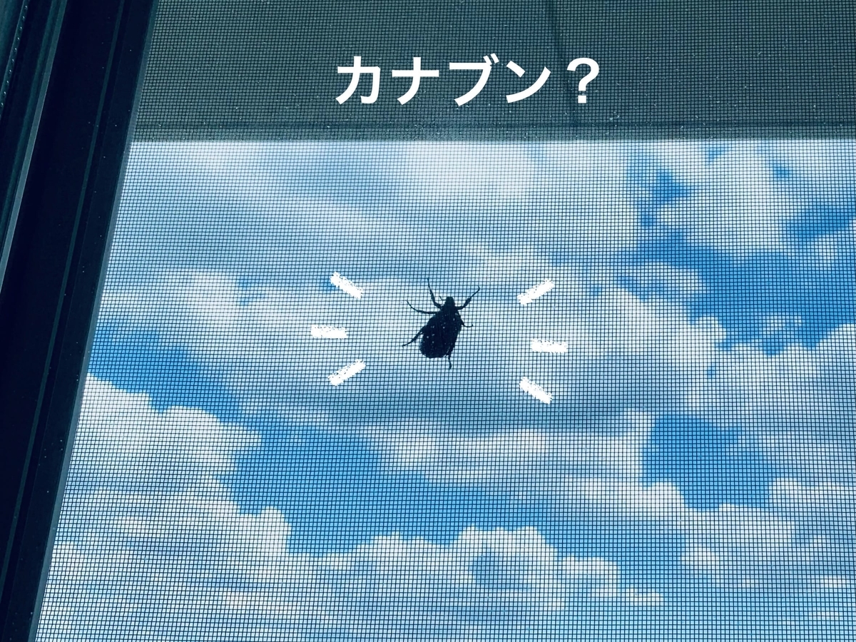 網戸の虫