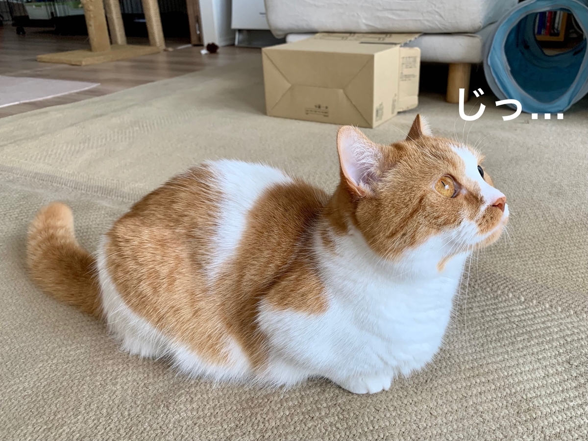 網戸の虫を見つめるるるちゃん1