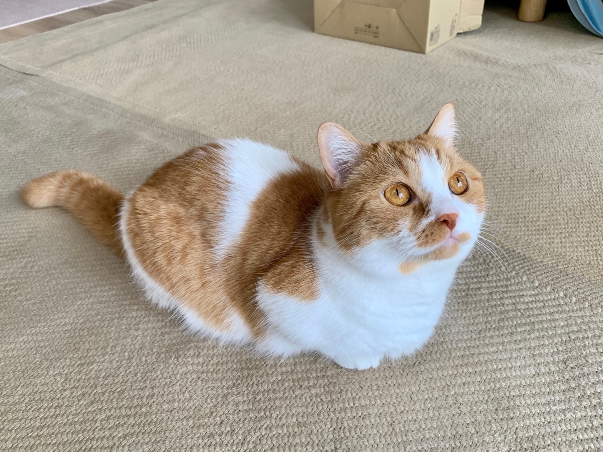 網戸の虫を見つめるるるちゃん2