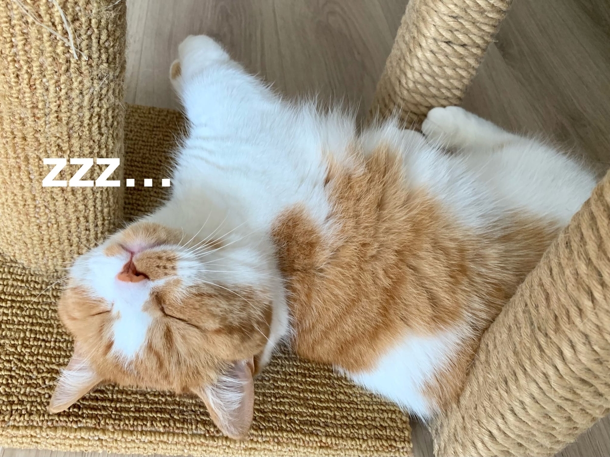 お昼寝中のるるちゃん