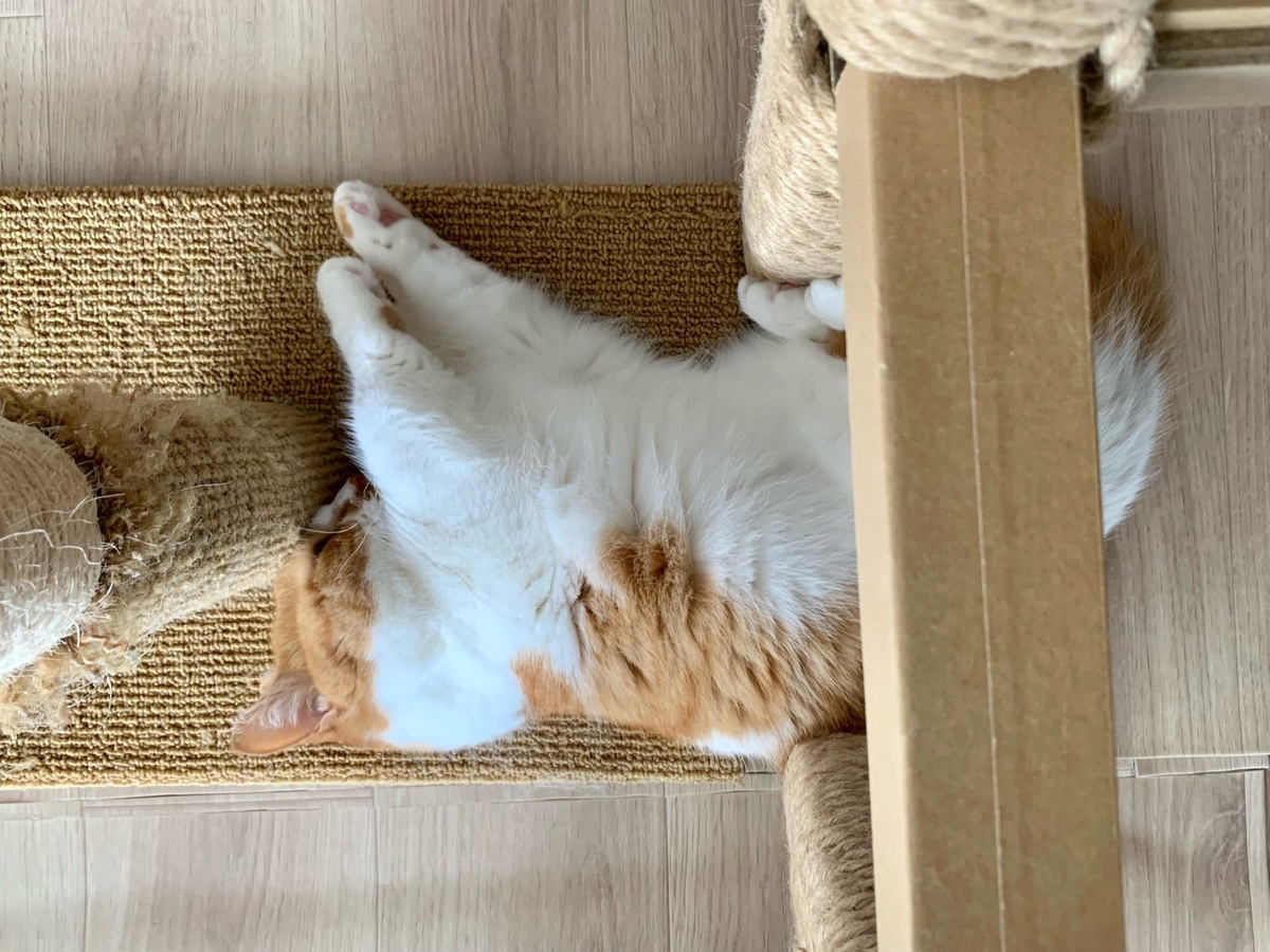 爪とぎに頭をつけてお昼寝するるるちゃん1