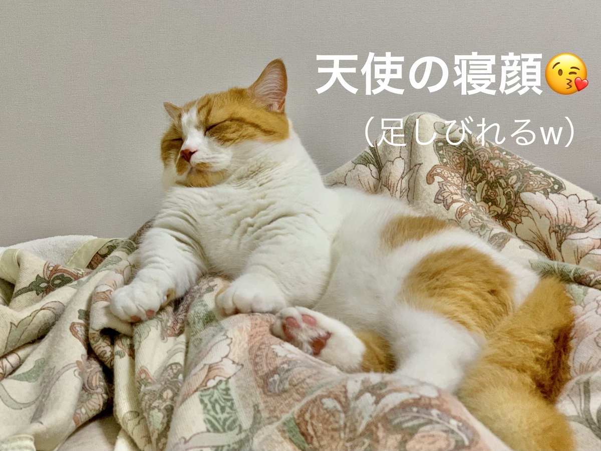 猫学】飼い主が体調不良のときに愛猫が寄り添ってくれる理由3つ - るる 