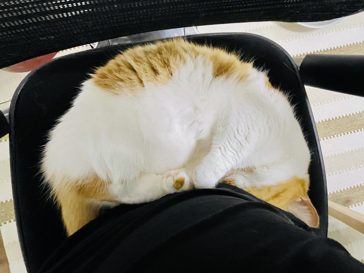 すごい寝相のるるちゃん6