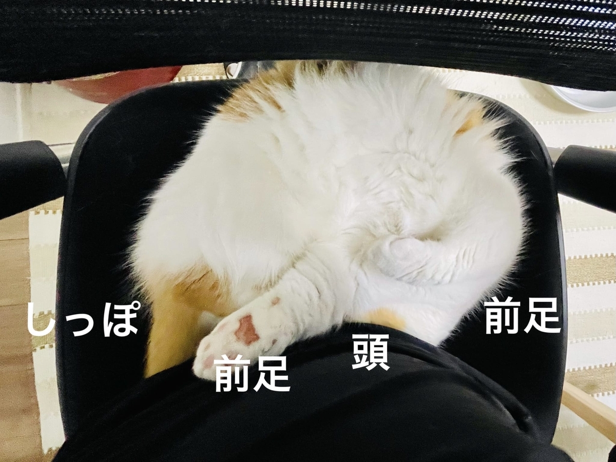 すごい寝相のるるちゃん7