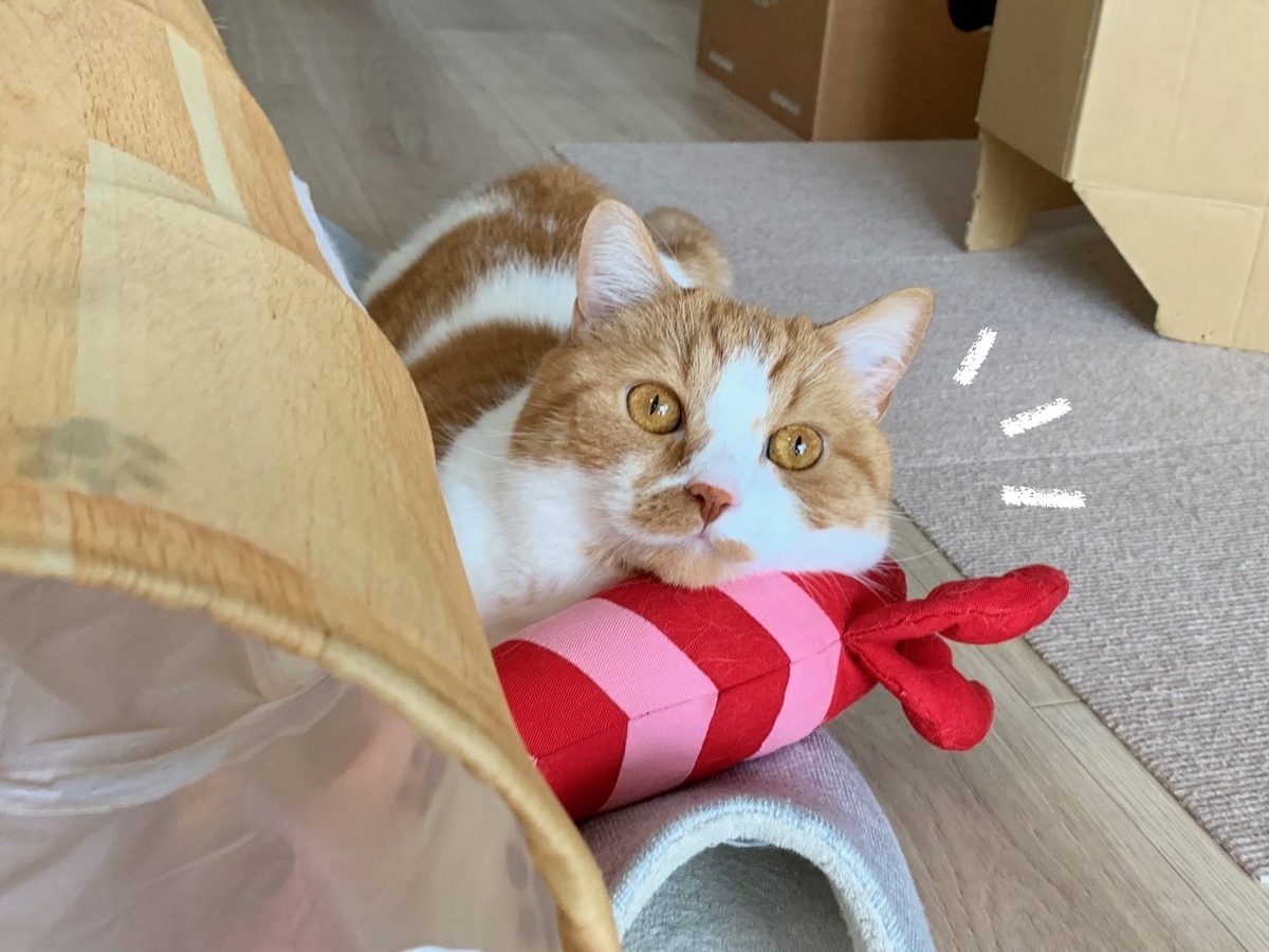 おもちゃタイムのるるちゃん