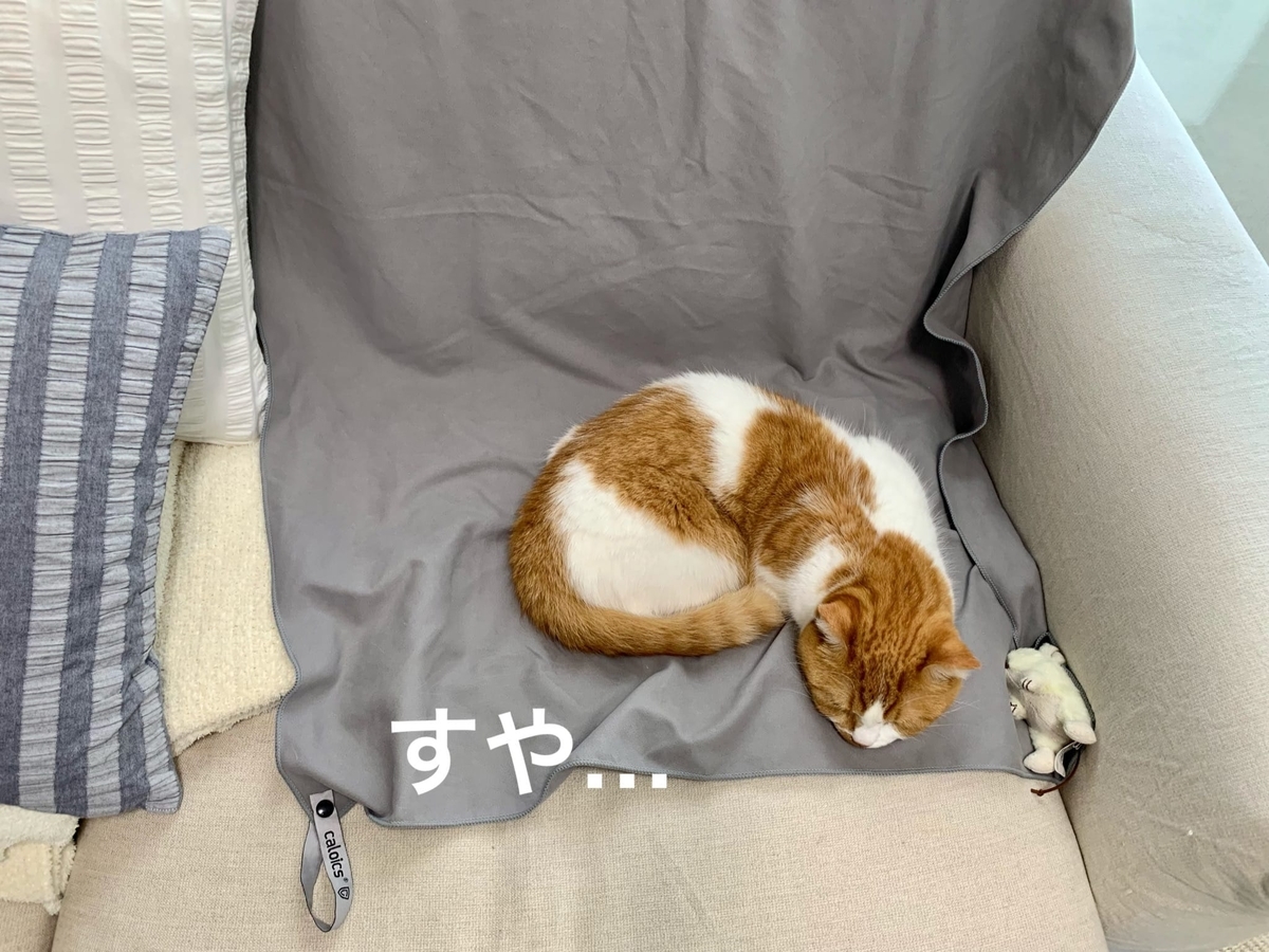 新しい寝床を見つけたるるちゃん2