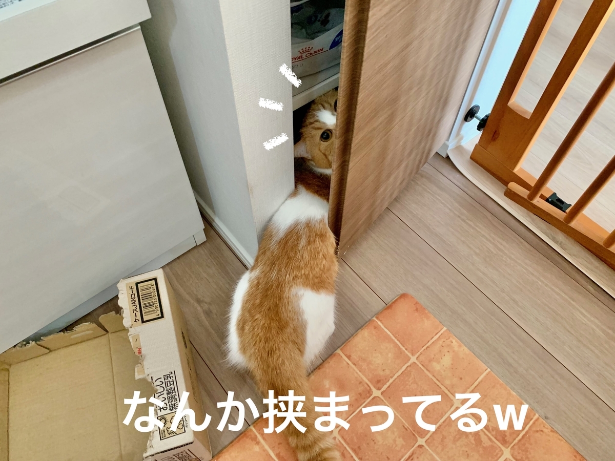 棚からご飯を取り出するるちゃん1