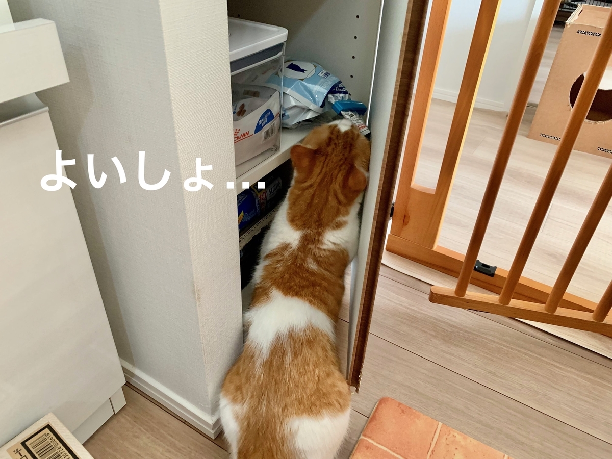 棚からご飯を取り出するるちゃん2