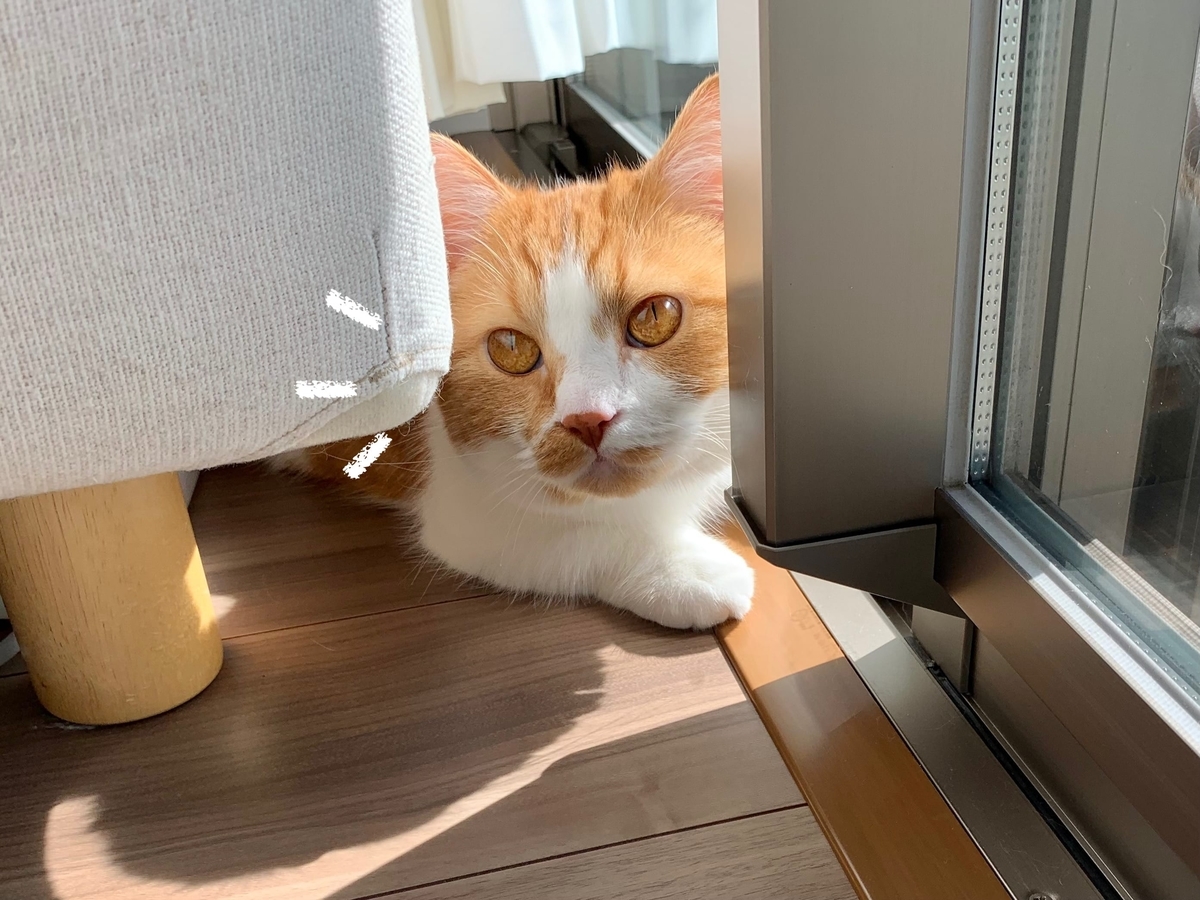 日向ぼっこ中のるるちゃん