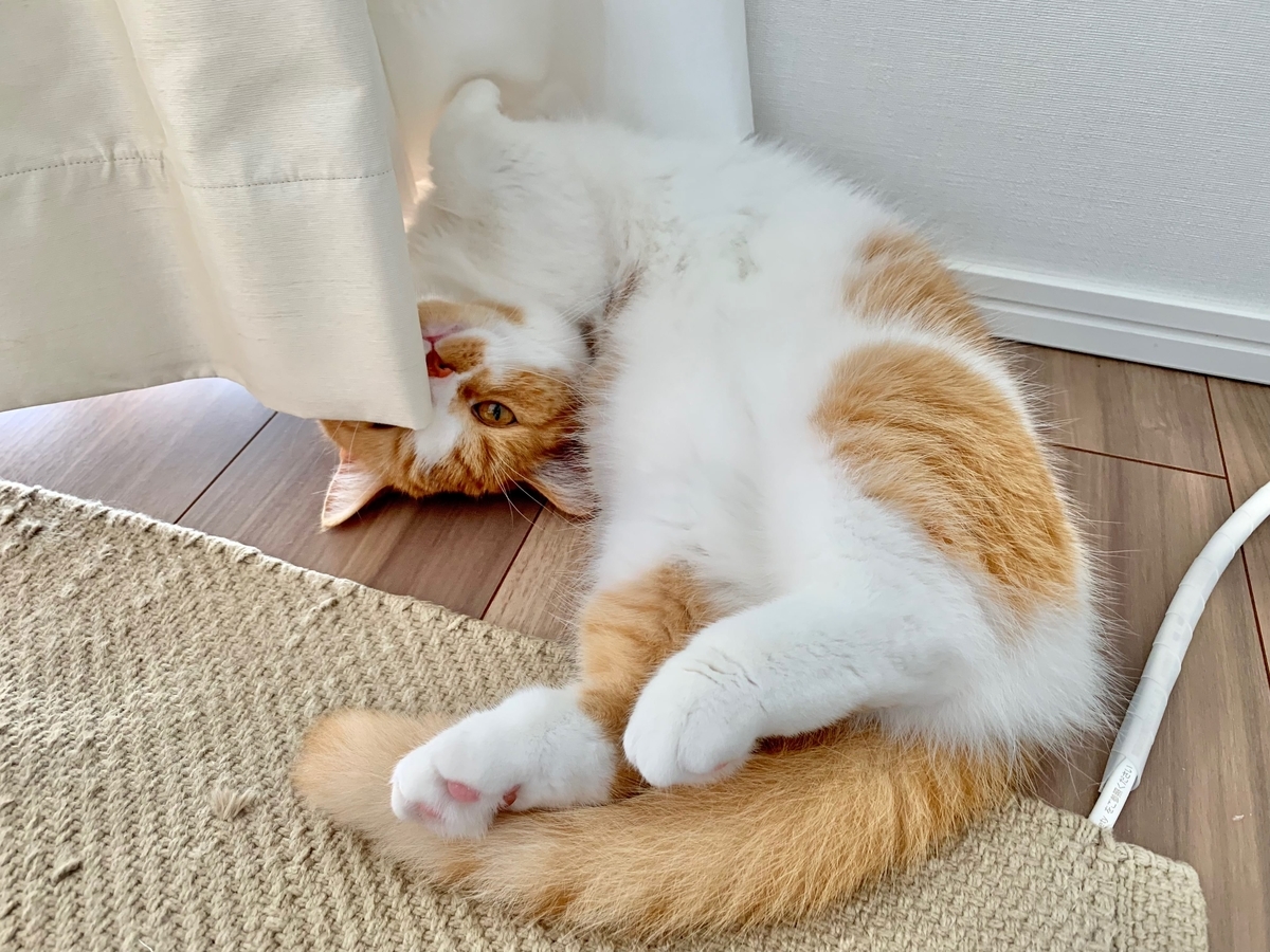 カーテンに隠れるるるちゃん2