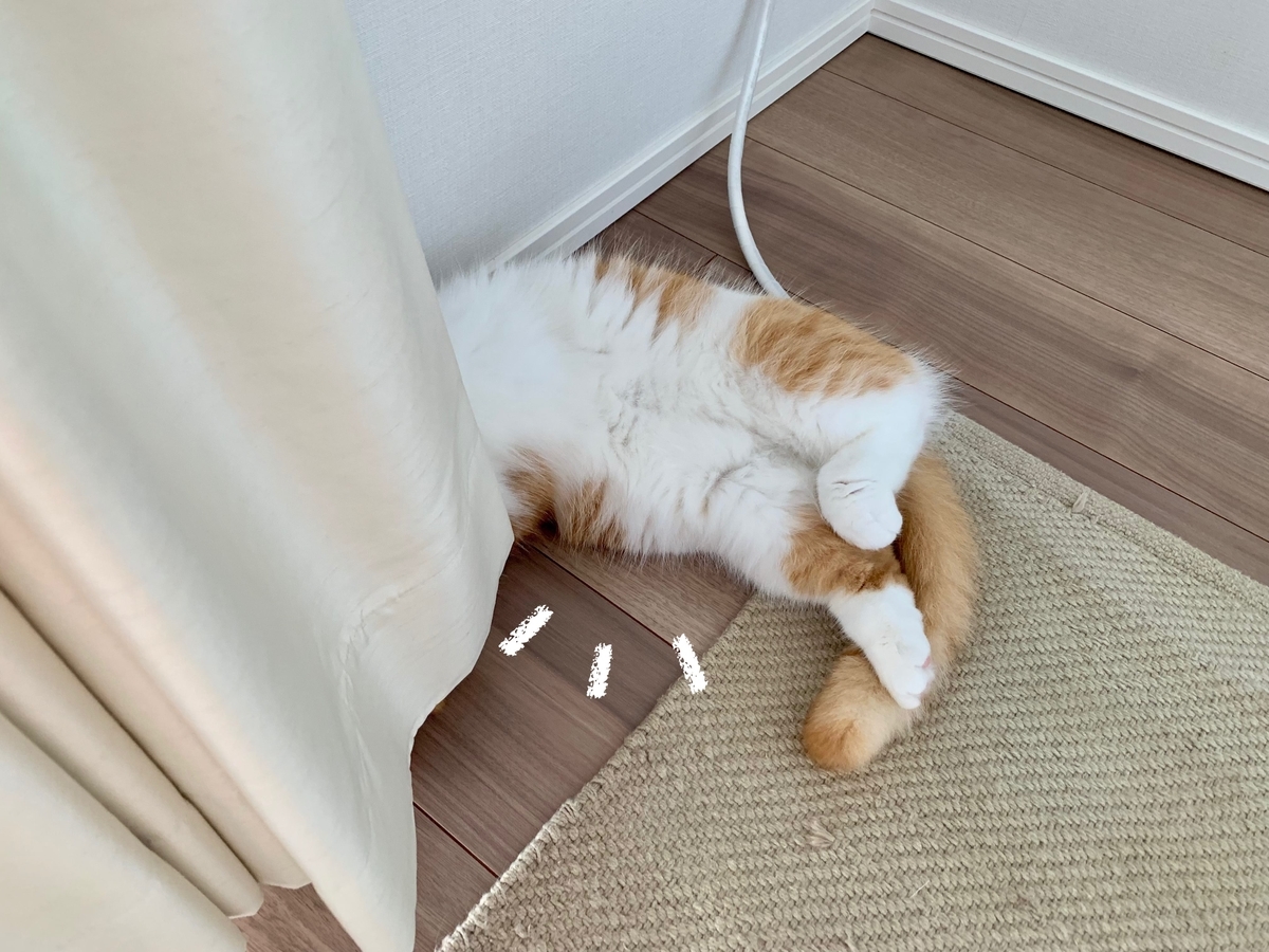 カーテンに隠れるるるちゃん1