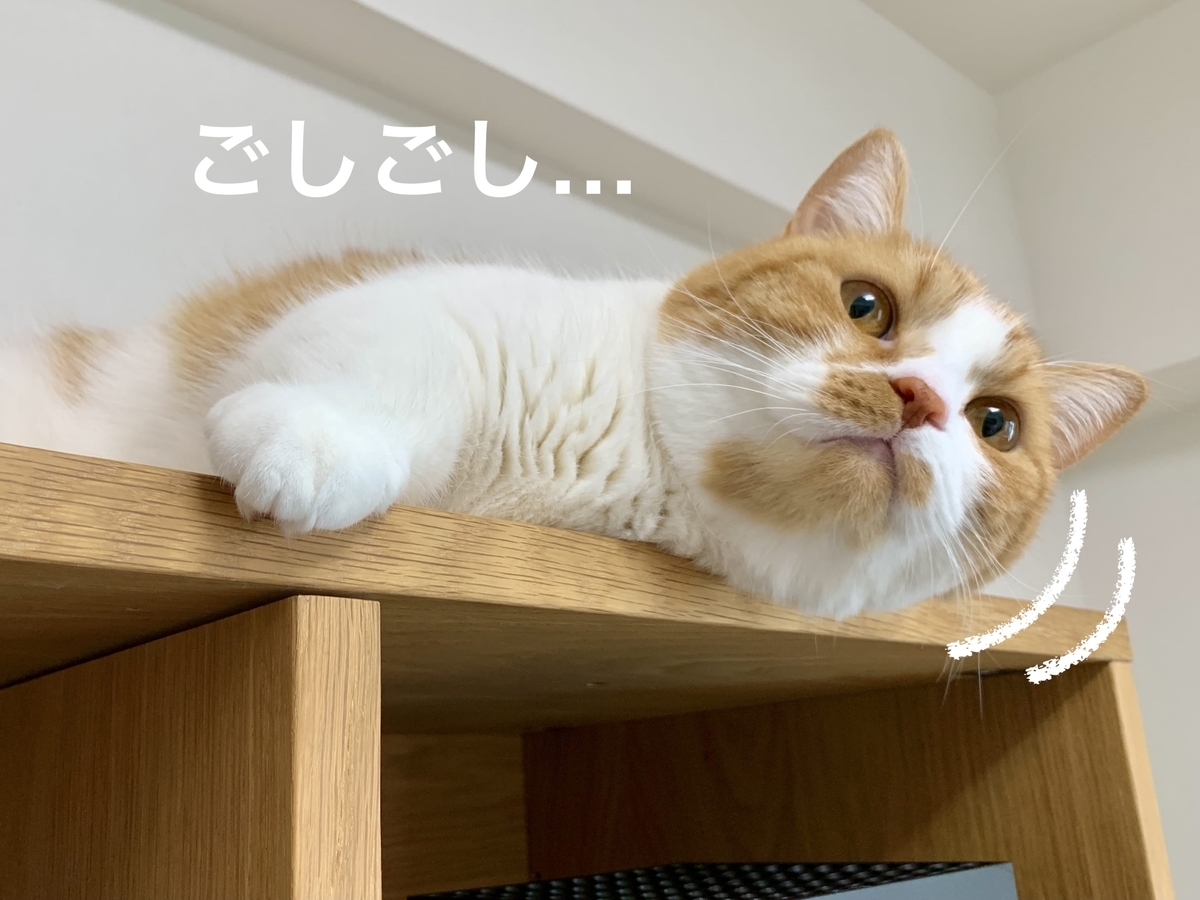 テレビボードにすりすりするるるちゃん