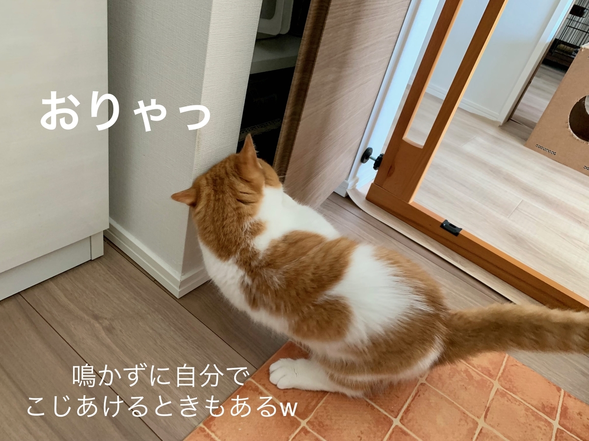 ご飯を収納する棚をこじあけるるるちゃん