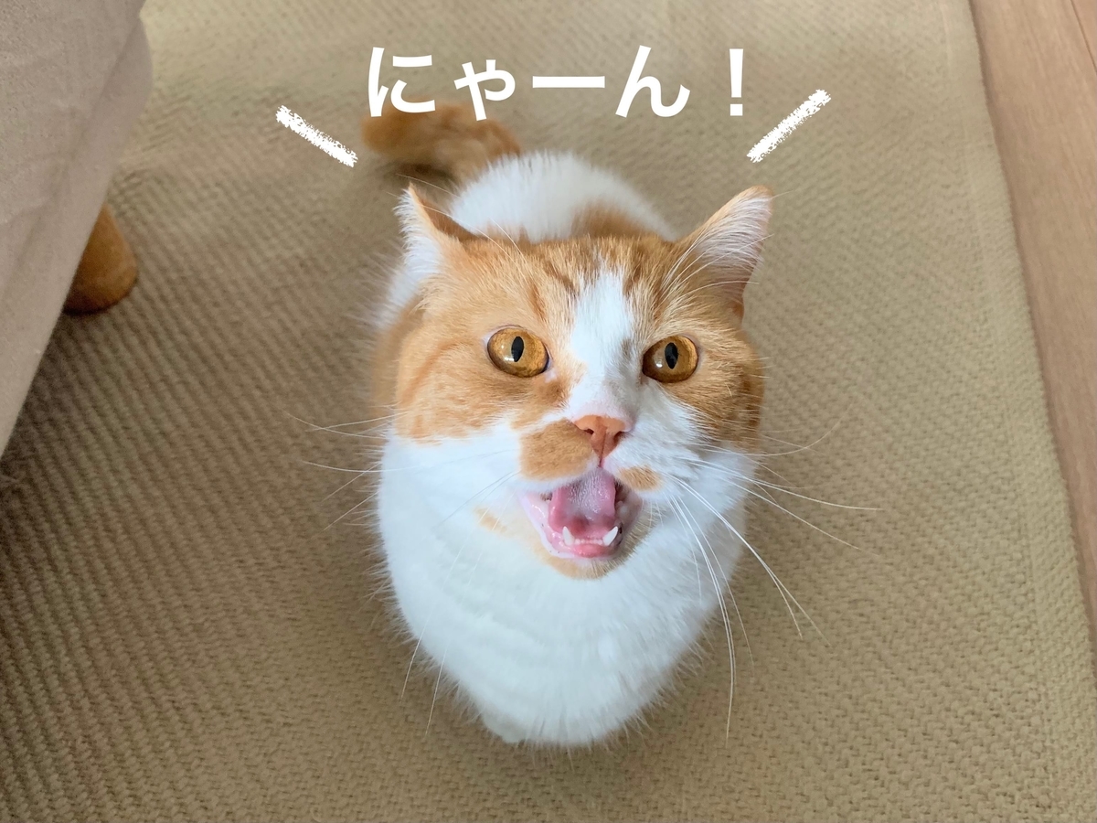 ご飯のおねだりをするるるちゃん