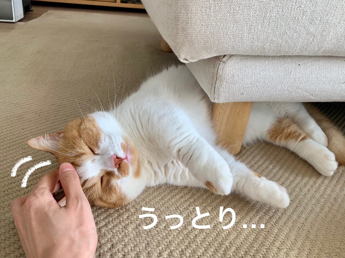 なでなでにうっとりするるるちゃん