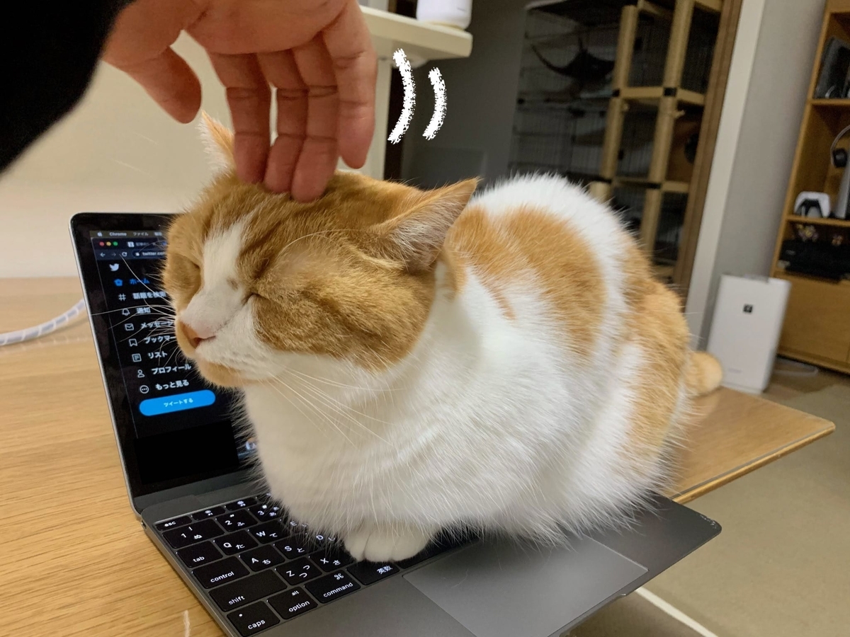 パソコンの上でまったりするるるちゃん2