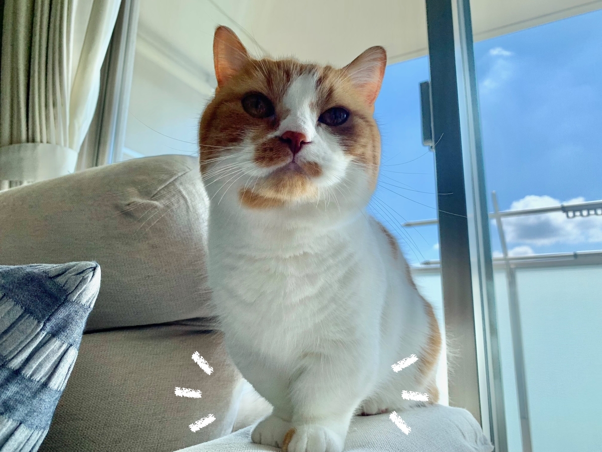 猫学 なぜ短足マンチカンの足は短いのか 短足マンチカンと暮らしている方 検討している方必見です 短足マンチカン るるである