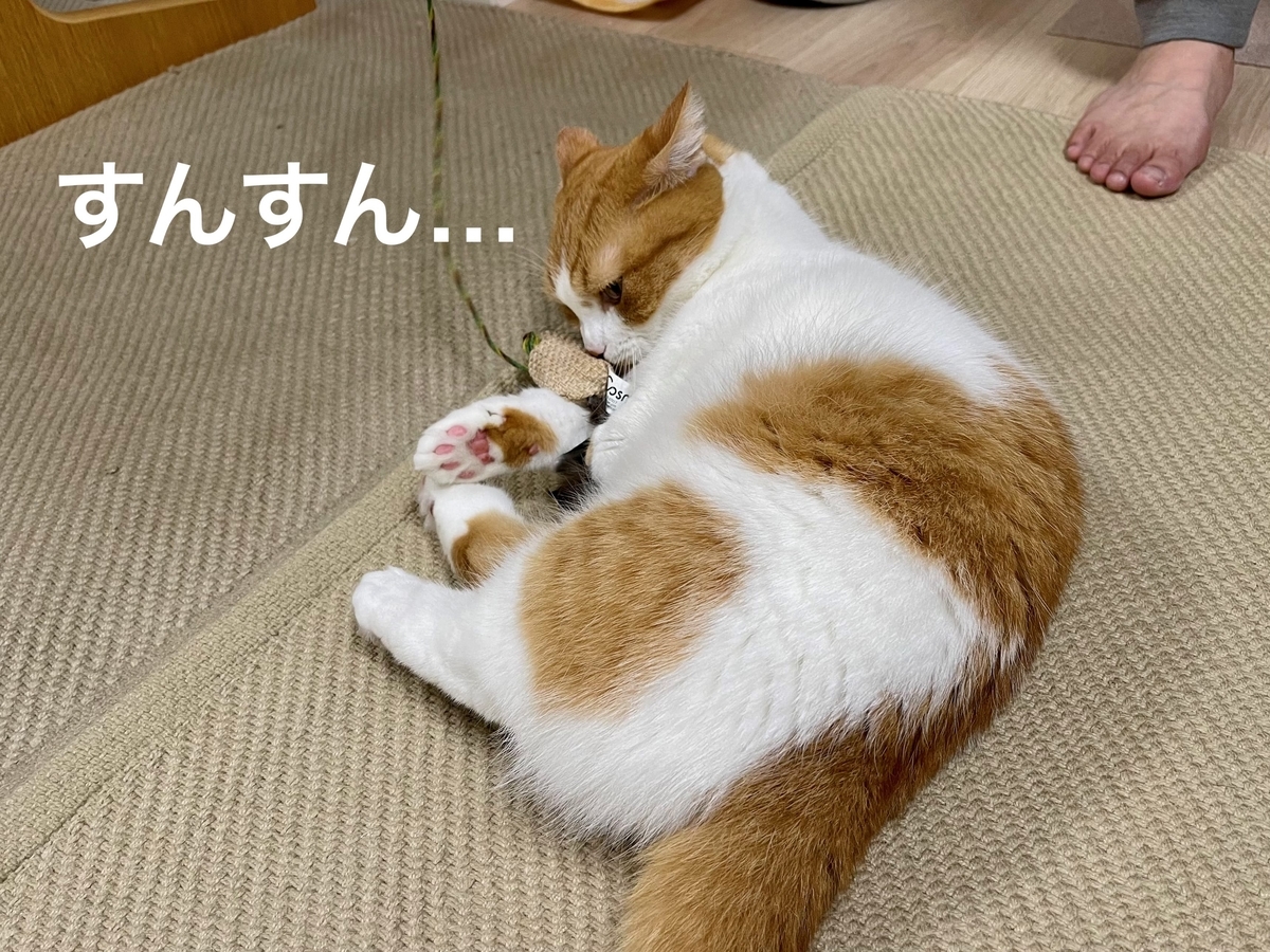 またたびスプレーをかけたおもちゃに反応するるるちゃん1