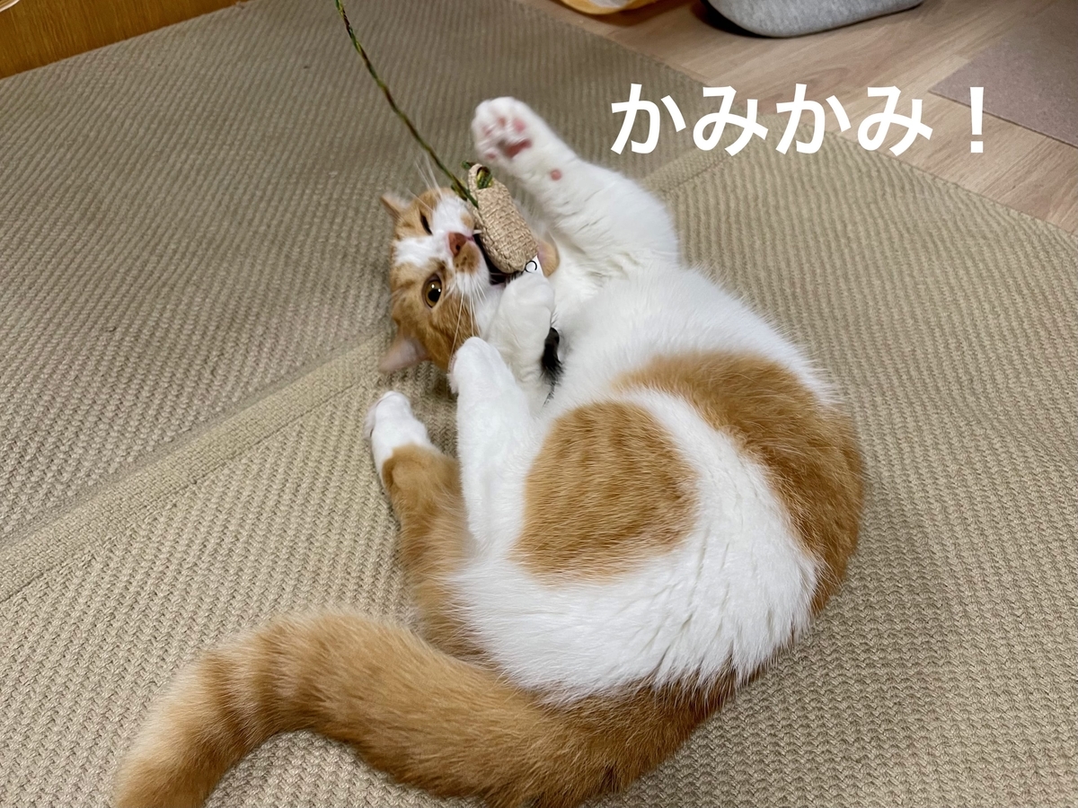 またたびスプレーをかけたおもちゃに反応するるるちゃん2