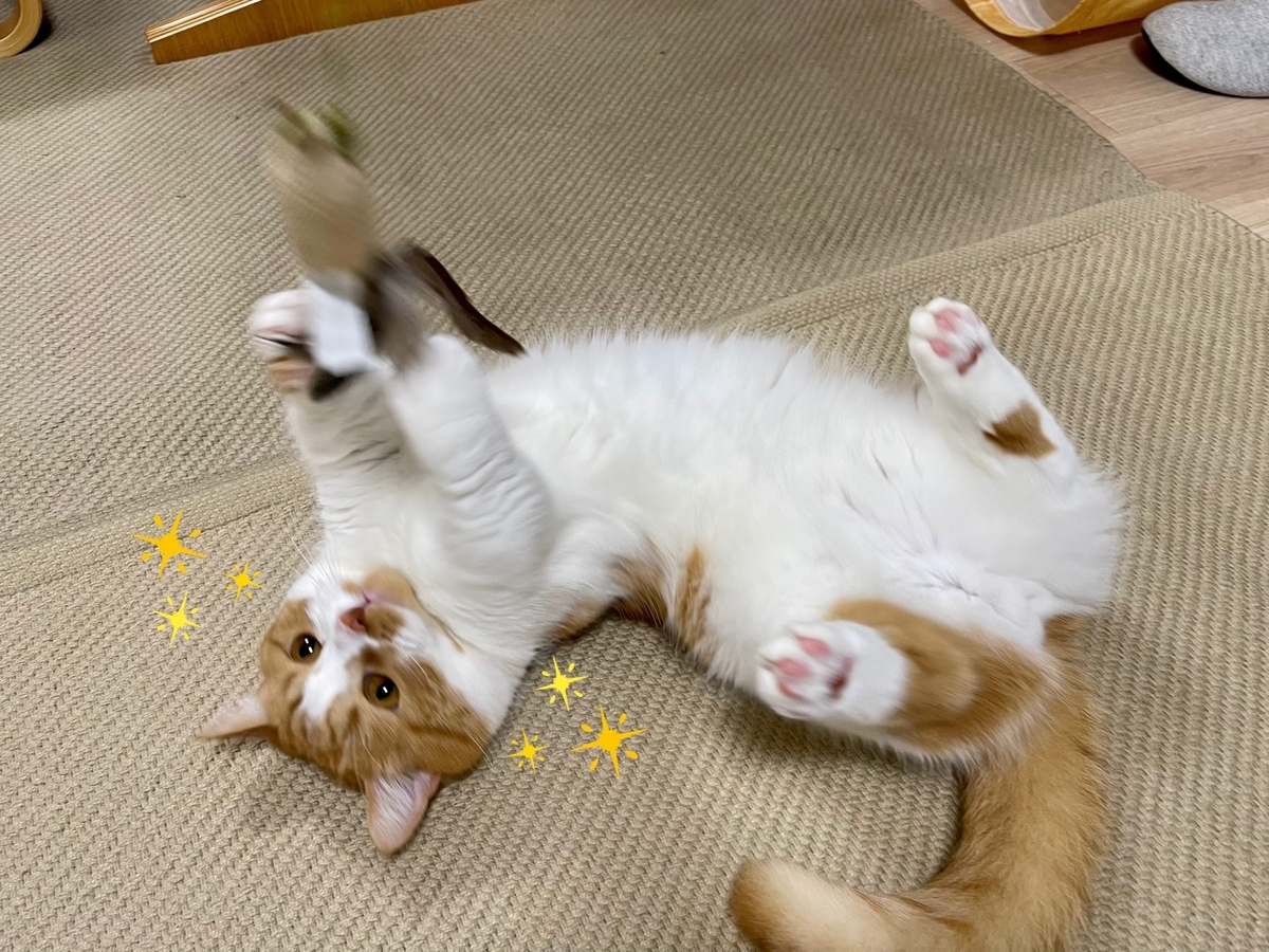 またたびスプレーをかけたおもちゃに反応するるるちゃん3