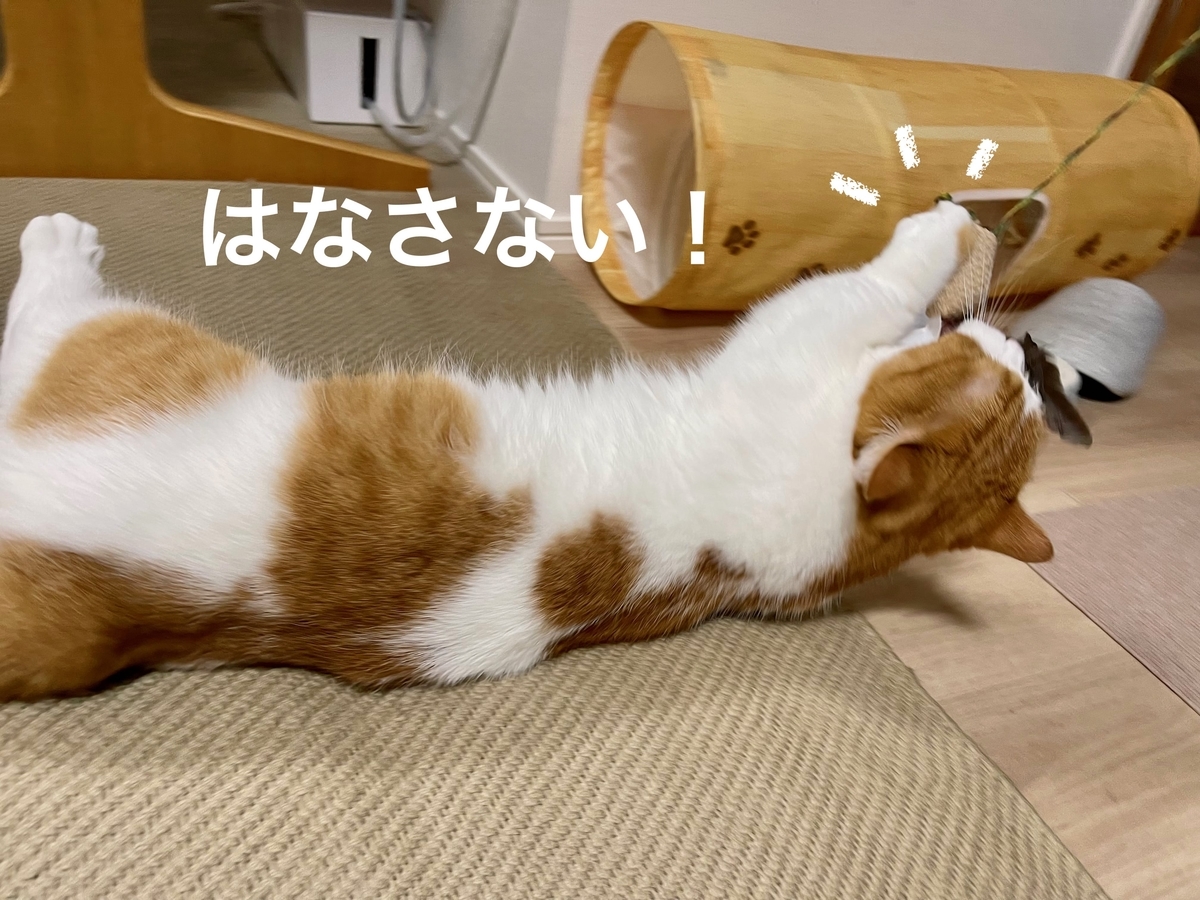 またたびスプレーをかけたおもちゃで遊ぶるるちゃん1