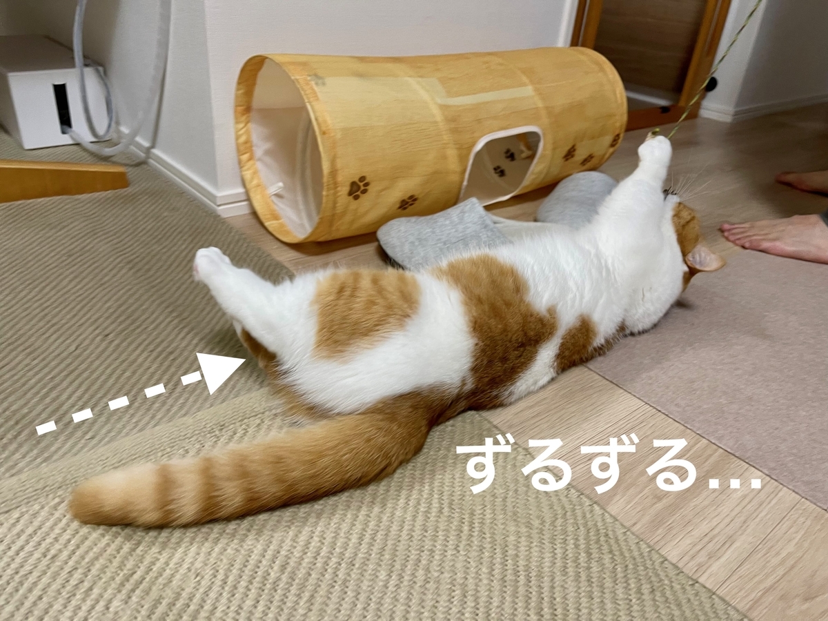 またたびスプレーをかけたおもちゃで遊ぶるるちゃん2