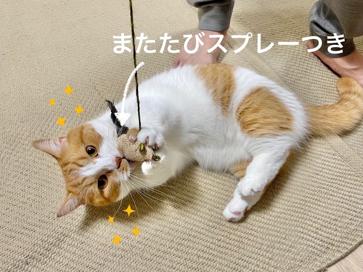 またたびスプレーをかけたおもちゃで遊ぶるるちゃん