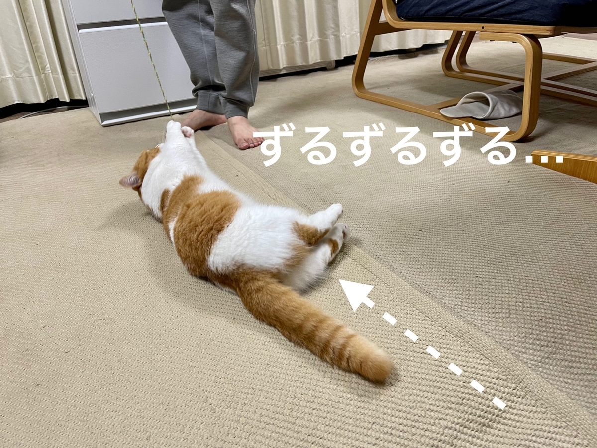 またたびスプレーをかけたおもちゃで遊ぶるるちゃん3