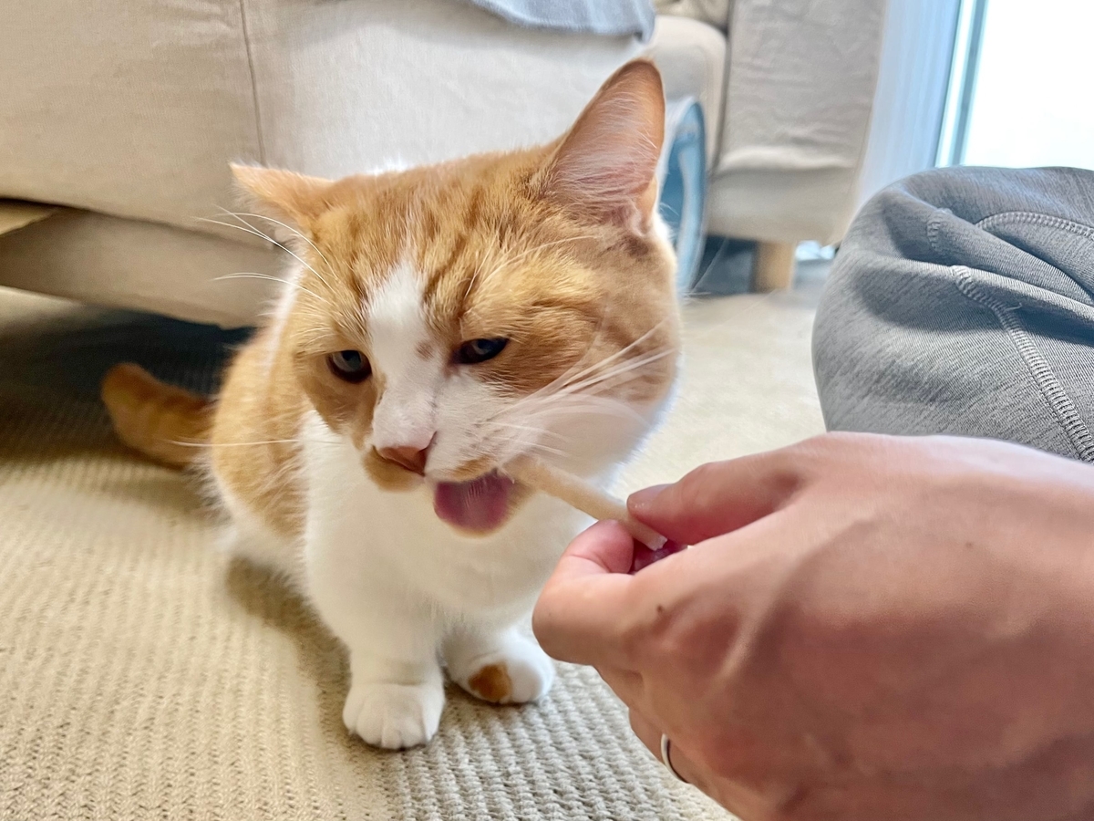 歯磨きおやつを噛むるるちゃん1