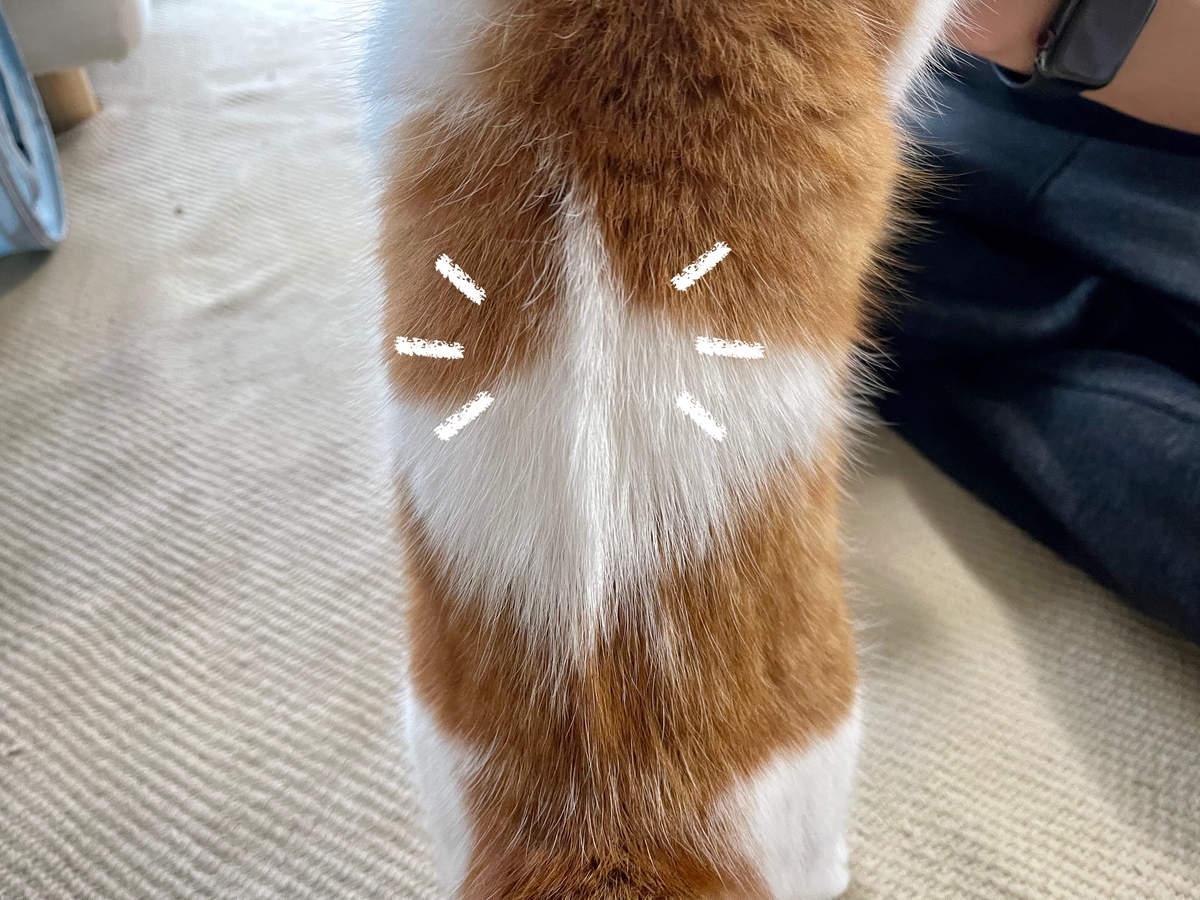 背中の毛が逆立ってる