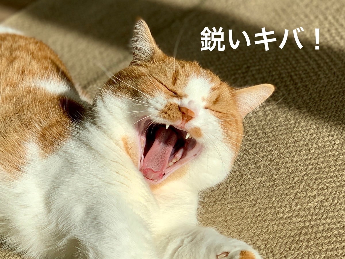 あくび中のるるちゃん